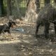 <h1 style="font-size: 12px"><font color="#333333"><em>Caccia al Cinghiale: cane da caccia in addestramento</em></font></h1>